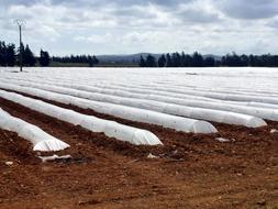 Plastic covered Greenhouses on field