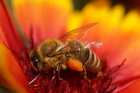 Flower and Bee Insect