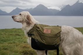 Beautiful, cute and colorful English Setter with the dog cleavage, near the fjord in Lyngen, Norway