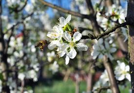 small Bee Pollination Flower