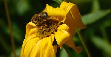 Bee On Flower Hard