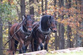 two harnessed stallions in the forest