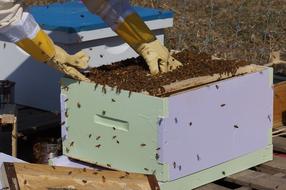 organic beekeeping farm