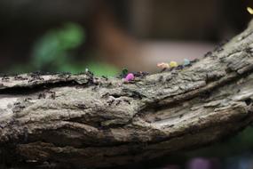 Ants Hard Working tree