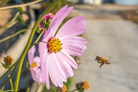 Bee and pink Flower