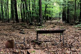 old office furniture in the forest