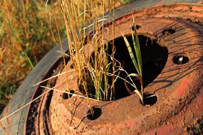 Rust Wheel grass