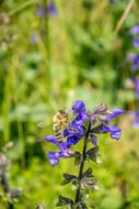 a bee extracts nectar from a purple alpine flower