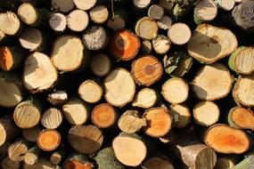 Firewood Trees