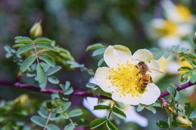 Bee pollination of a flower