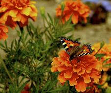 Close-up of the colorful, patterned and beautiful butterfly on the orange and yellow flowers