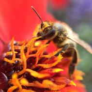 Red Bee Worker