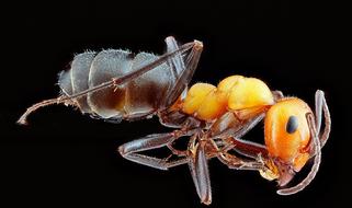 macro photo of a large ant