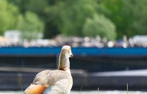 duck bird is sitting on the Rhine embankment