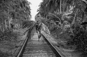 monochrome photo of a man with palm branches walking along the railway tracks