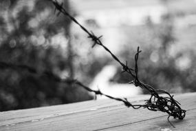 spiny barbed wire