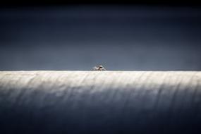 macro view of Spider Worker on thread