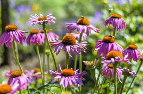 Bees Worker Coneflowers