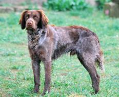 Spaniel Sport Hunting dog green grass
