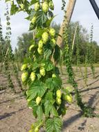 Green Fresh Hops among other plants