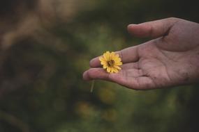 yellow Flower Hand