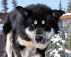 photo of a black and white husky in Alaska