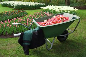 Green barrow with red and white flowers on the field with other flowers