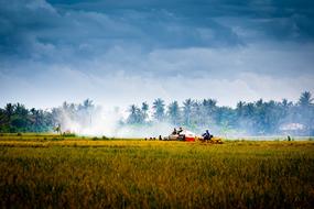 people harvesting field in Countryside, Vietnam