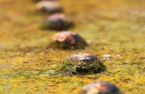 Iron Plate with rivets with colorful rust