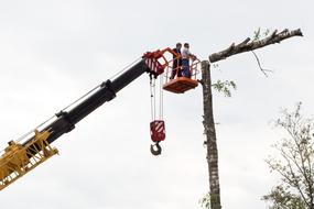 Sawing A Birch Tree