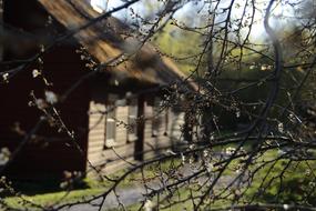 landscape of tree and rural house