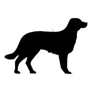dog lab drawing