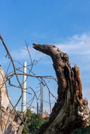 dry trees in the background of an industrial plant