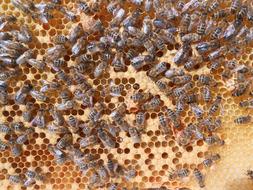 Their Cloaks Bee Honeycomb