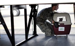 Loading Cargo Pet man