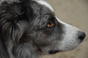 head of a gray dog close up