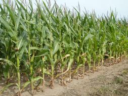 Fields Maize Corn green