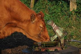 Nature Agriculture cow