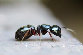 ant on stone close up with blurred background