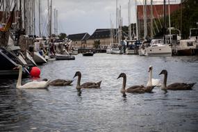ducks in the city harbor