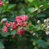 Honey Bee on pink Flowers