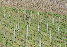 Vineyard Weeding Motor