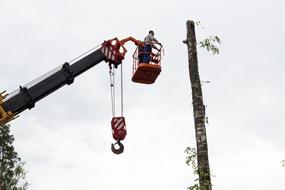 Man, sawing birch tree, on the top of a crane