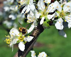 pollination in spring bloom close-up