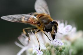 Close-up of the beautiful, yellow and black bee, on the beautiful and blooming, white and violet flowers