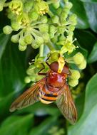 large hornet on a green inflorescence close-up