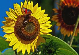 red butterfly and bee on sunflower