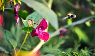 Bumblebee Flight pink flowers