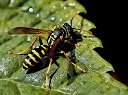wasp on a green leaf close up