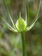 Thistle Dipsacus Fullonum close-up on blurred background